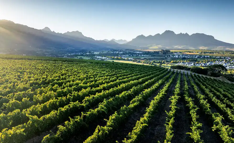 Panoramastraße und Weinberge